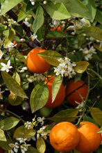 Load image into Gallery viewer, Bergamot / Neroli Blossom Body Mist
