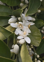 Load image into Gallery viewer, Bergamot / Neroli Blossom Body Mist
